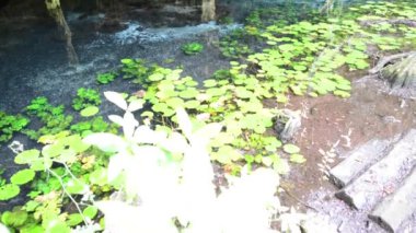 Kutsal Maya hipotermik yucatan Yarımadası'nda