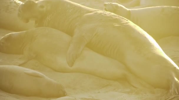 Elephant seals kolonie — Stock video