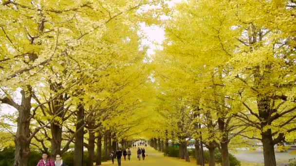 Pessoas caminhando através de árvores amarelas Ginkgo no Japão — Vídeo de Stock