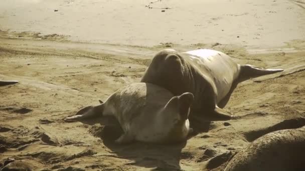 雌象海豹的数量和小狗 — 图库视频影像