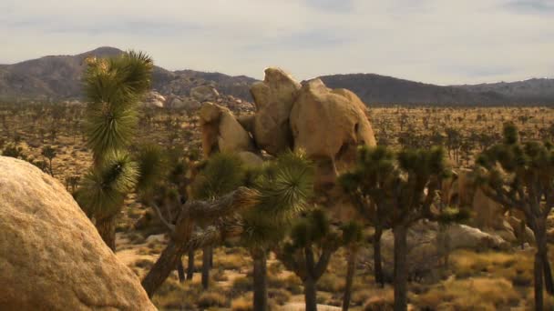 Joshua tree öken molnlandskap — Stockvideo