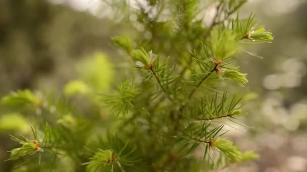 Flores silvestres primavera — Vídeo de Stock