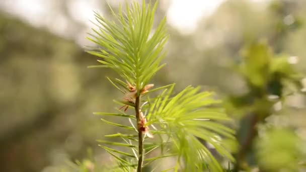 Pohon pinus muda — Stok Video