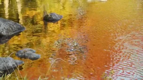 Japanischer Ahorn besinnt sich im Herbst auf Teich — Stockvideo