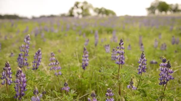 California Wild Flowers — Stock Video