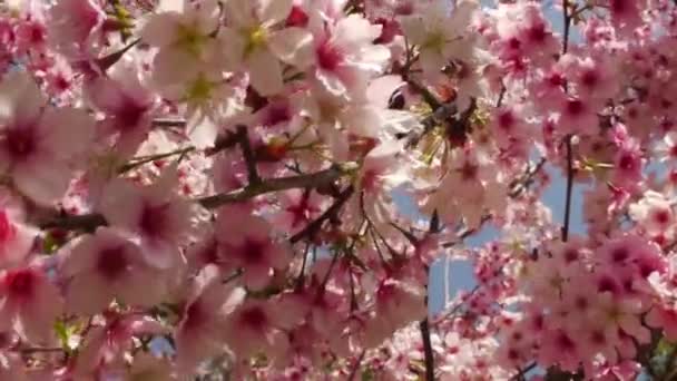Sakura flores de cerezo — Vídeos de Stock