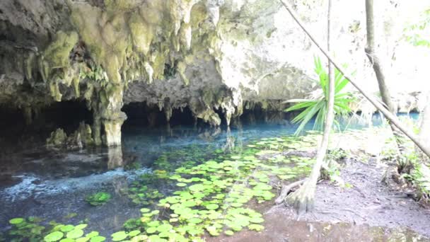 Sacred Mayan Cenote in Yucatan Peninsula — Stock Video