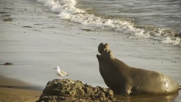 Elephant Seals Colony — Stock Video