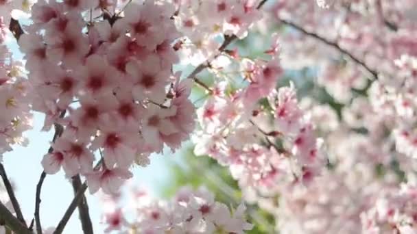 Flores de cereja sakura — Vídeo de Stock