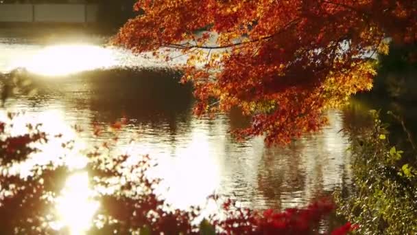 Japanischer Ahorn über Teich — Stockvideo