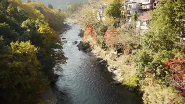 Japanse esdoorn bomen — Stockvideo