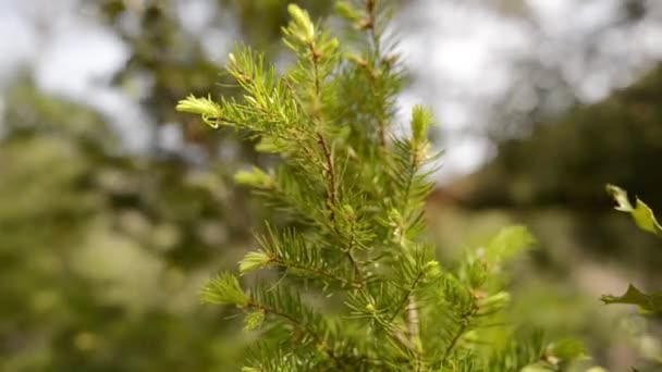 Spring wild flowers — Stock Video