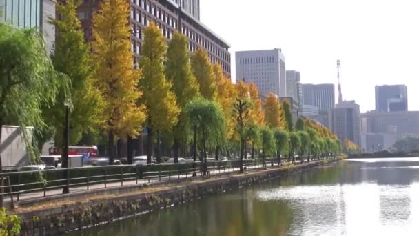 Yellow Ginkgo Tree — Stock Video