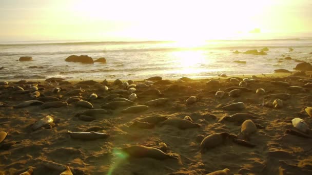 Colonia de focas elefantes — Vídeo de stock