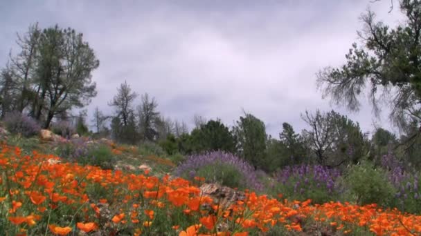 Spring wild flowers — Stock Video