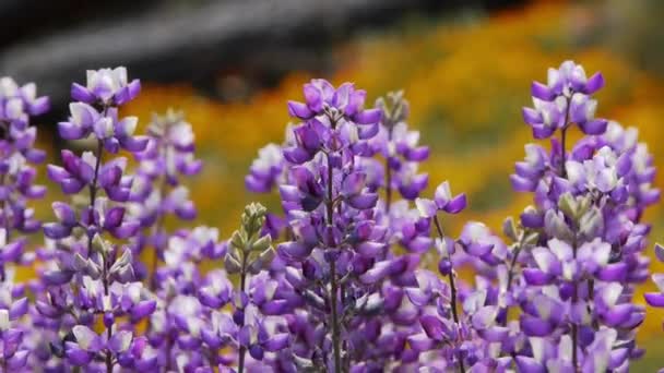 California Flores silvestres — Vídeo de stock