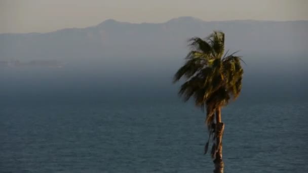 Élégant palmiers et navire-citerne — Video