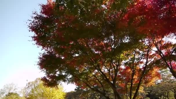 Árboles de arce japonés — Vídeo de stock