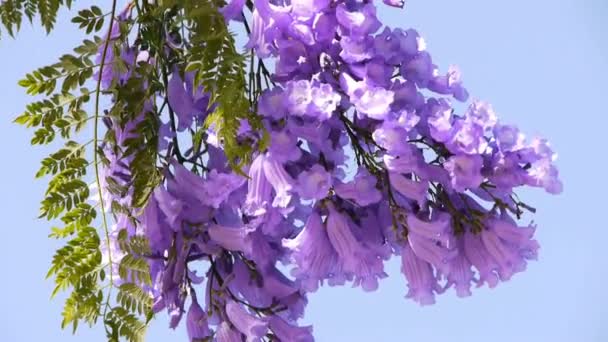 Jacaranda Tree — Stock Video