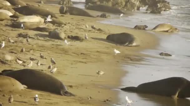Colónia de focas-elefantes — Vídeo de Stock