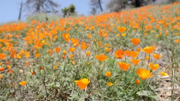 California Flores silvestres — Vídeo de stock