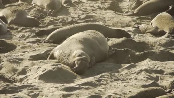 Female elephant seals with pups — Stock Video