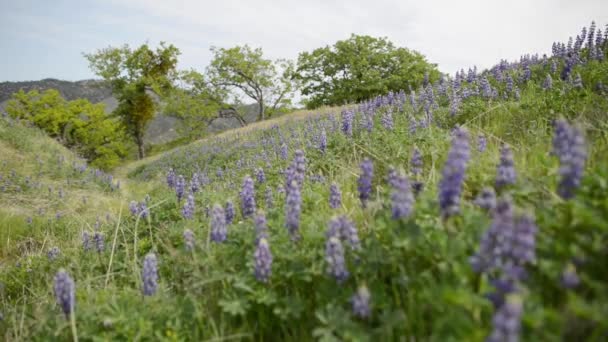 Californie Fleurs sauvages 