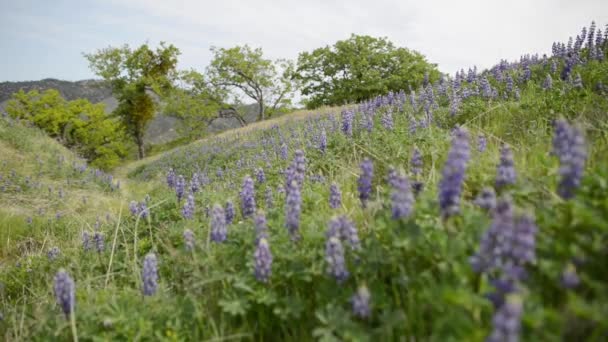 California Wild Flowers — Stock Video