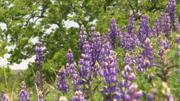 California Wild Flowers — Stock Video