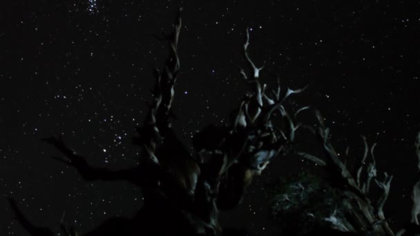 étoiles plus ancient bristlecone pine