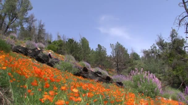 Kalifornien vilda blommor vallmo — Stockvideo