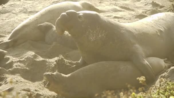 Colonia de focas elefantes — Vídeo de stock