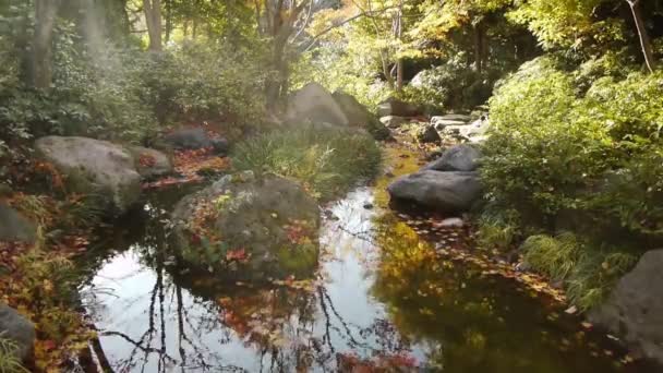 Bordo japonês sobre lagoa no outono — Vídeo de Stock