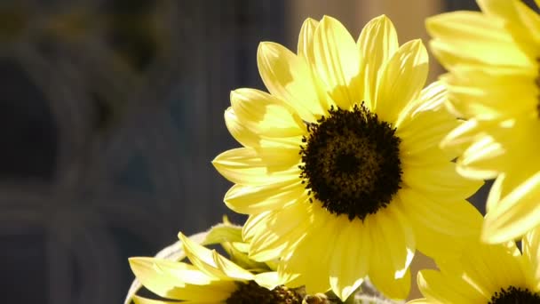 向日葵和蜜蜂 — 图库视频影像