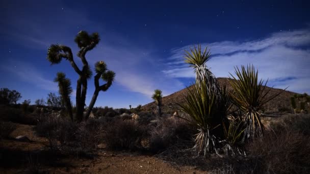 Joshua tree a Juka ve světle měsíce — Stock video