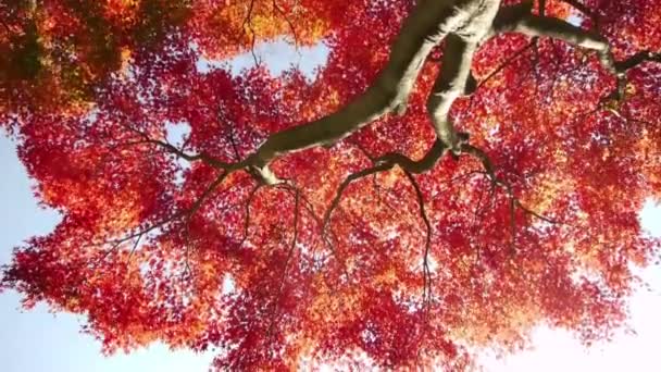 Alberi d'acero giapponesi in autunno — Video Stock