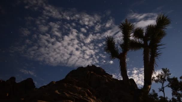 Astrofotografía Time Lapse Joshua Tree bajo la luz de la luna — Vídeo de stock
