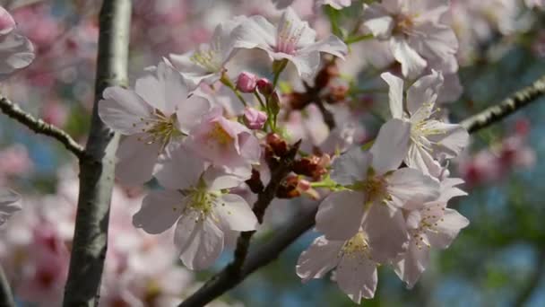 Sakura flores de cerezo — Vídeo de stock