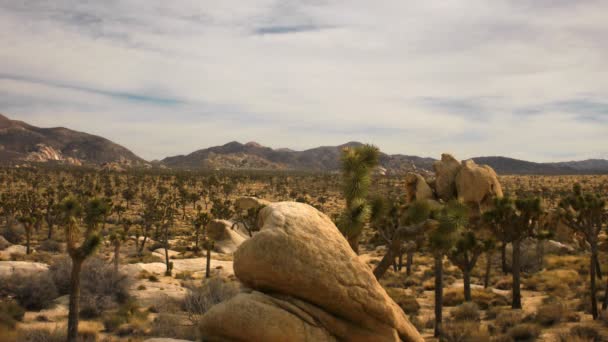 Джошуа дерева в пустелі cloudscape — стокове відео