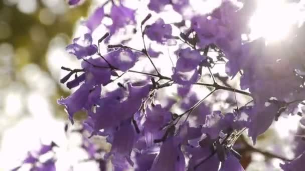 Jacaranda boom — Stockvideo