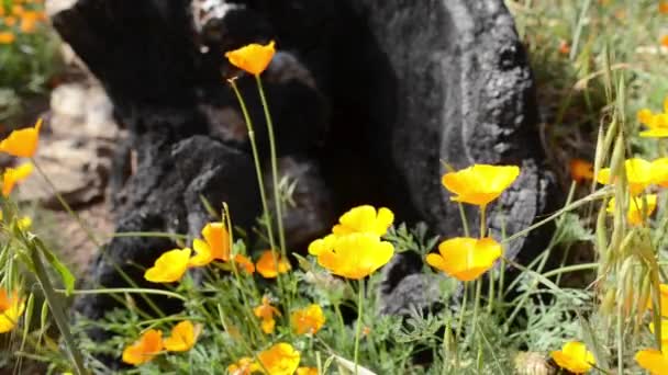 Kalifornische Wildblumen — Stockvideo