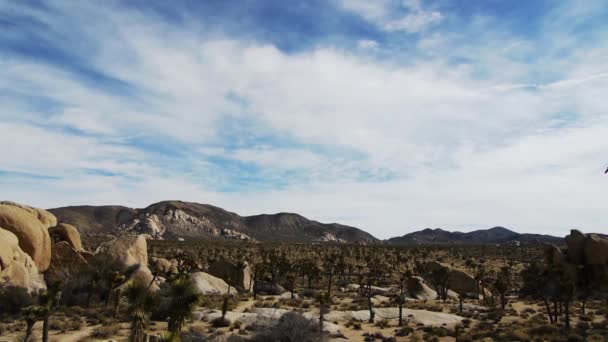 Joshua tree hög ökenlandskap — Stockvideo