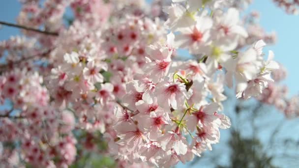 Sakura kiraz çiçekleri — Stok video