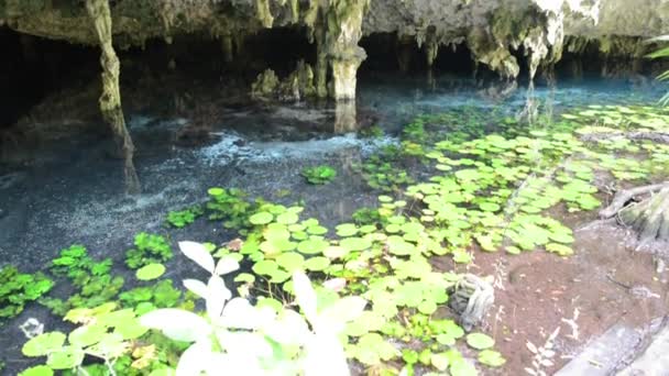 Heilige Maya cenote in yucatan schiereiland — Stockvideo