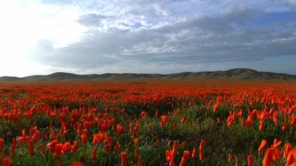 California Wild Flowers Poppy Fields — Stock Video