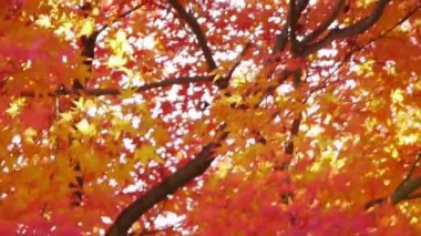 Japon akçaağaç sonbahar