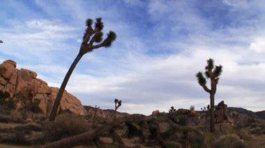 Joshua tree national park peyzaj