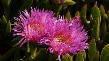 California kır çiçekleri