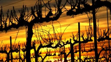 Vineyard günbatımı.