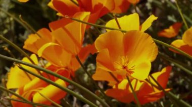 California kır çiçekleri poppy